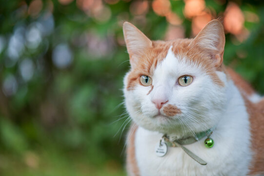 A beautiful domestic ginger and white cat with a collar in a lush green garden during a summer evening with soft background bokeh.