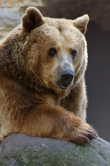 Fototapeta premium Europäischer Braunbär / European brown bear/ Ursus arctos arctos