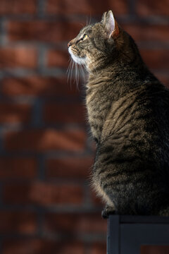 A beautiful domestic tabby cat sitting gracefully in profile view, illuminated by warm sunlight against a rustic red brick wall background.
