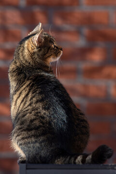 A beautiful domestic tabby cat sitting gracefully in profile view, illuminated by warm sunlight against a rustic red brick wall background.