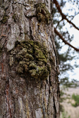 Obraz premium Textured moss covered pine bark and burl on weathered tree trunk with soft blurred forest background, natural woodland detail, rough organic surface and muted earthy tones