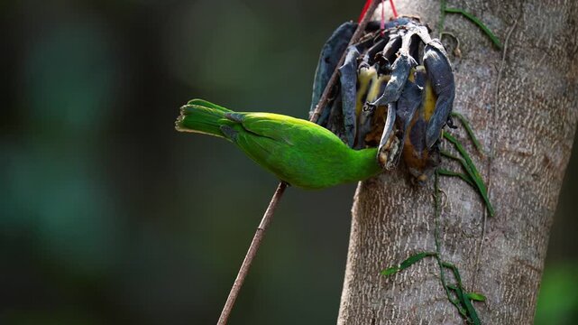 Golden-fronted leafbird (Chloropsis aurifrons) bird is eating a banana.