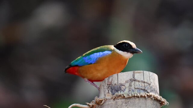 Blue-winged Pitta blue ,hooded pitta birds feeding on meal worms in the forest.