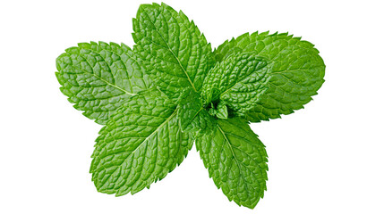 Fresh green mint leaves with textured surface, isolated on transparent background © PROSTOCK