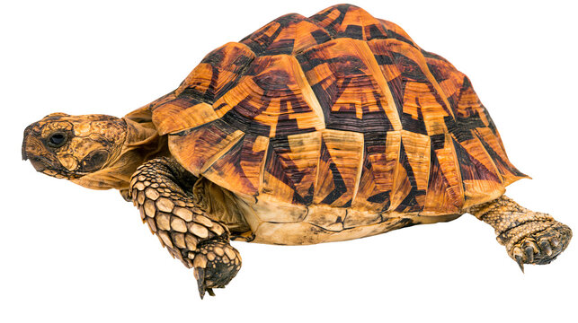 Detailed geometric patterned tortoise shell, isolated on transparent background