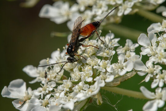 a parasitoid wasp from the Ichneumonidae family.  Distinctive opivositor, feeding on wild carrot