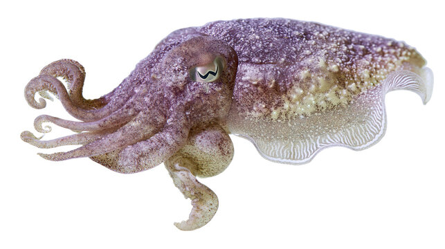 Detailed cuttlefish with textured skin and wavy fins, isolated on transparent background