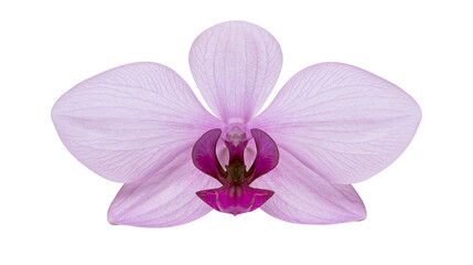 Obraz premium Delicate light purple orchid flower with dark magenta center, isolated on transparent background