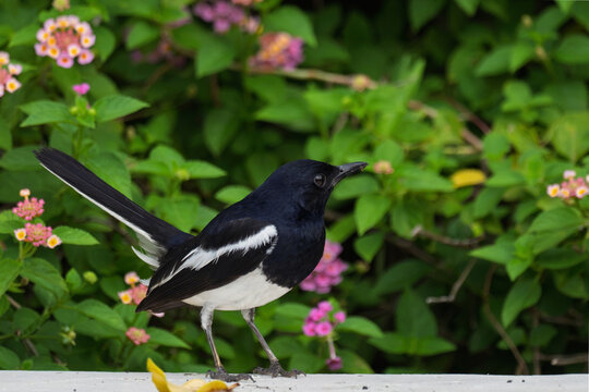 ⚫️⚪️ Oriental Magpie-Robin - Male
🚫 Protected wildlife: Hunting and keeping as pets are prohibited