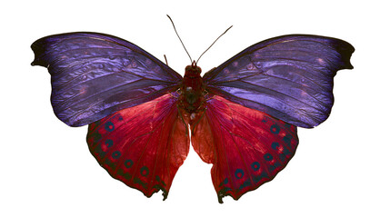Vibrant purple and red butterfly with intricate wing patterns, isolated on transparent background © PROSTOCK