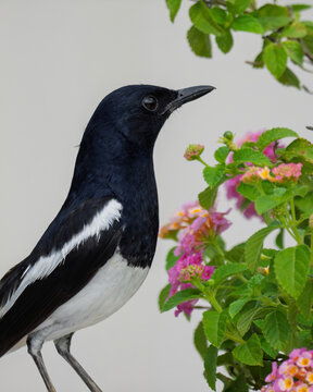 ⚫️⚪️ Oriental Magpie-Robin - Male
🚫 Protected wildlife: Hunting and keeping as pets are prohibited