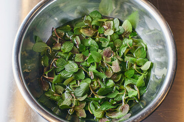 Fresh mint leaves soaking in water in a stainless steel bowl © ccc