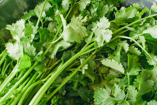 Fresh cilantro coriander leaves in a metal bowl close up