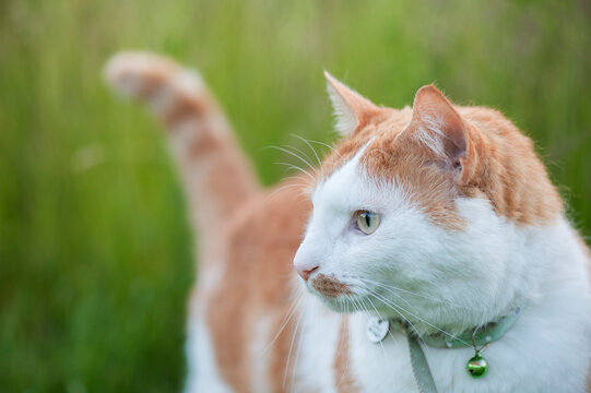 A beautiful domestic ginger and white cat with a collar in the field during a summer evening with soft background bokeh.
