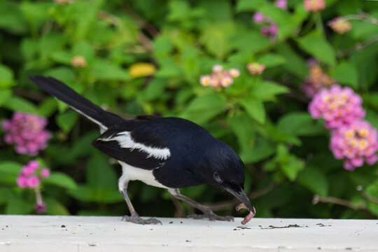 ⚫️⚪️ Oriental Magpie-Robin - Male
🚫 Protected wildlife: Hunting and keeping as pets are prohibited