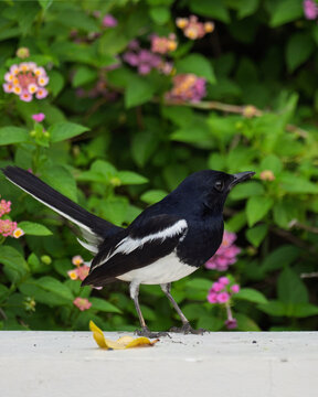 ⚫️⚪️ Oriental Magpie-Robin - Male
🚫 Protected wildlife: Hunting and keeping as pets are prohibited