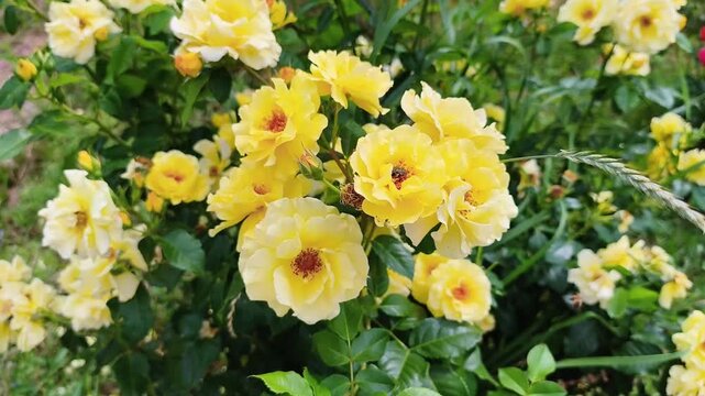 Bright yellow roses in full bloom sway in the wind in the garden