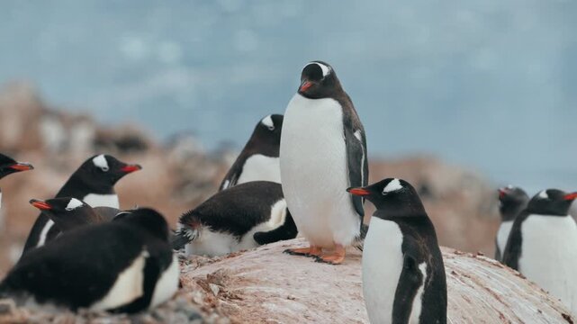 Group of gentoo penguins standing separately on a large coastal rock, with a rocky Antarctic shoreline and blurred ocean in the background