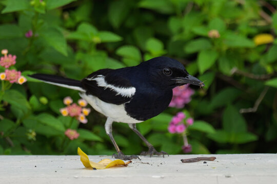 ⚫️⚪️ Oriental Magpie-Robin - Male
🚫 Protected wildlife: Hunting and keeping as pets are prohibited