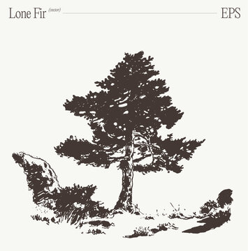 Lone fir tree on rocky ground, hand drawn sketch illustration
