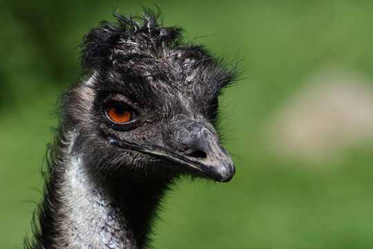 Gro&szlig;er Emu / Emu / Dromaius noveabollandiae