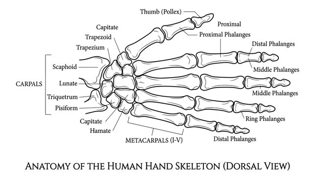Human Hand Skeleton Anatomy - Dorsal View Diagram