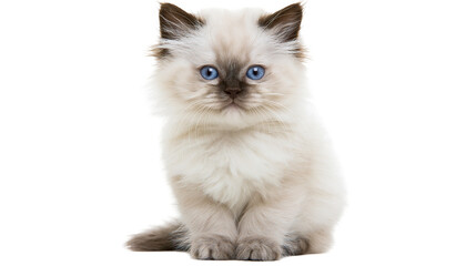 Fluffy Ragdoll kitten with blue eyes sitting attentively, isolated on transparent background © Elena