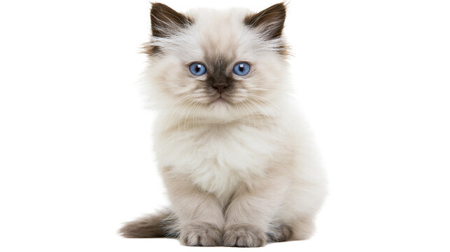 Fluffy Ragdoll kitten with blue eyes sitting attentively, isolated on transparent background