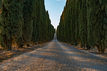 Obraz premium Straight gravel road between rows of tall cypress trees in the Tuscan countryside. A strong perspective composition with a classic Italian rural feel.