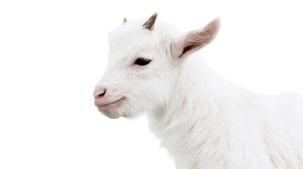 Fototapeta premium Fluffy white baby goat with small horns, isolated on transparent background
