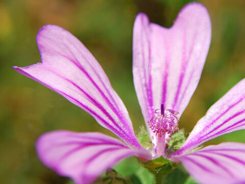A close-up of the flower of Malva sylvestris, a plant widely used in traditional medicine, whose leaves and flowers are also edible.