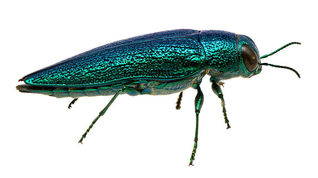 Iridescent metallic green jewel beetle with segmented legs, isolated on transparent background