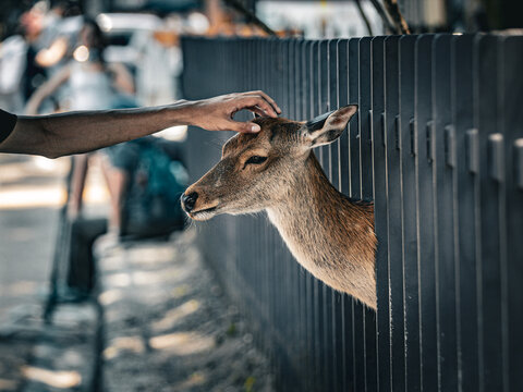 Person gently petting a wild deer in an urban park in Japan