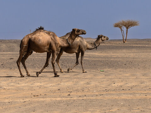 Morocco travel 