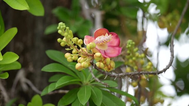 Pink cannonball tree flower blooming among buds and green leaves.