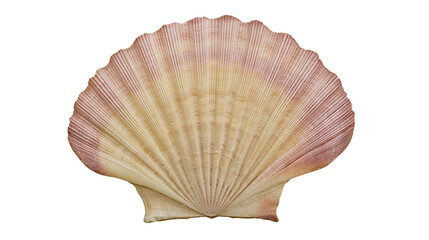 Large beige and pink scallop seashell, isolated on transparent background © Elena