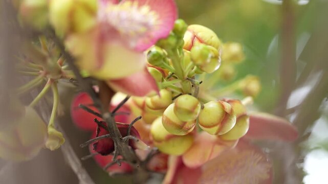 Pink cannonball tree flower blooming among buds and green leaves.