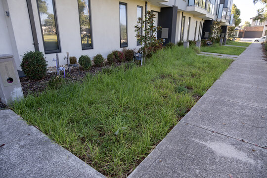 Overgrown, unkempt front lawn filled with tall weeds and long grass sits between a footpath and a row of modern townhouses. A lack of property maintenance in a suburban residential estate in Australia