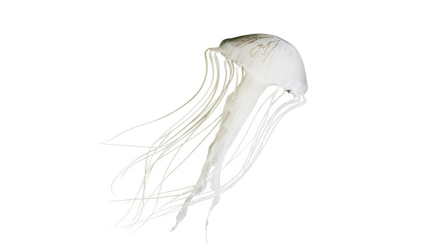 Delicate translucent jellyfish with long flowing tentacles, isolated on transparent background