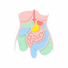 Naklejka premium Human internal organs and digestive system diagram. Anatomical torso medical illustration. Flat design vector graphic