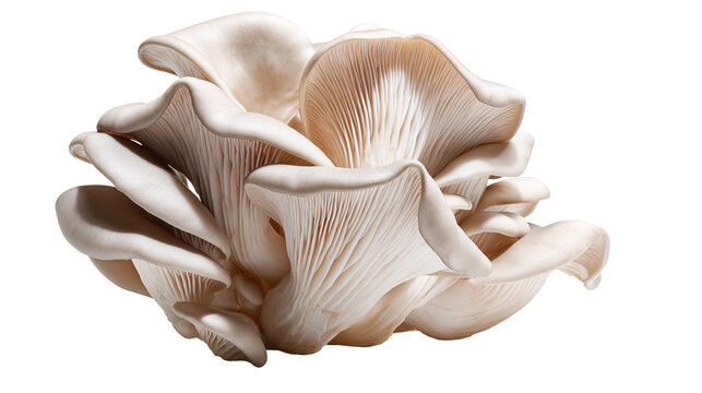 Cluster of pale grey oyster mushrooms with delicate gills, isolated on transparent background