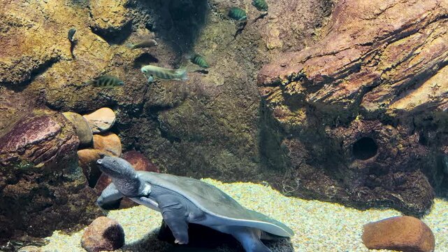Pig-nosed turtle swimming near the sandy bottom of an aquarium tank