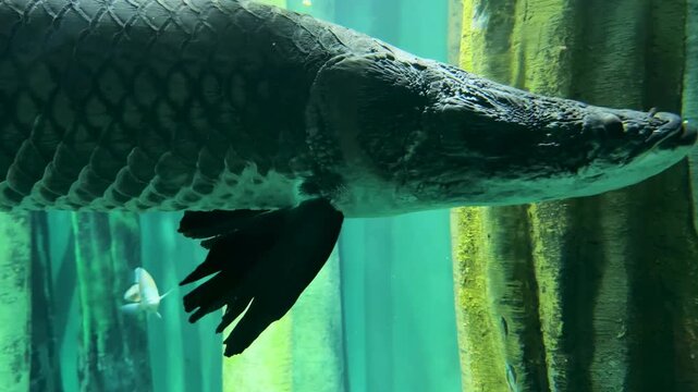 Close-up of a giant arapaima in an aquarium