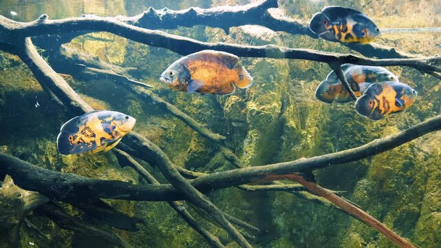 School of oscar fish cichlids swimming in a dark aquarium tank