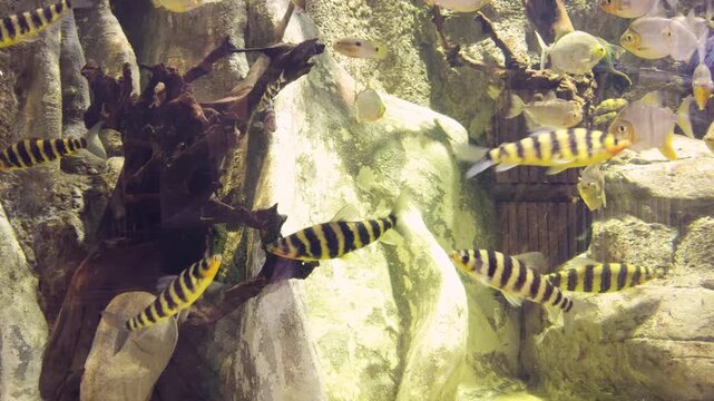 Exotic Tropical Fish Swimming in a Large Public Freshwater Aquarium