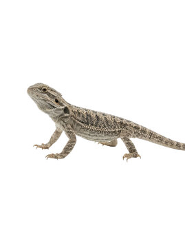 A small, grey, striped bearded dragon lizard stands alert on a clean white background, captured in a studio shot with a neutral mood.