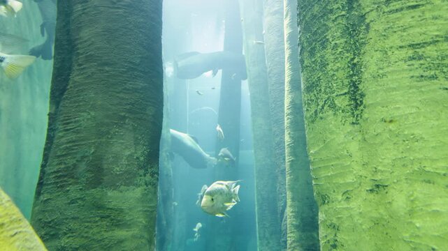 Large freshwater fish swimming underwater in a giant aquarium with green illuminated water and vertical concrete pillars.