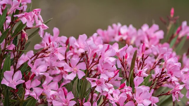 SAGUNTO, SPAIN &ndash; JUNE 28, 2026: Pink oleander flowers (Nerium oleander) swaying in the wind at Marjal dels Moros wetland, Valencia province, Spain.