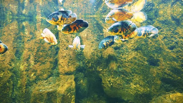 School of oscar fish cichlids swimming in a dark aquarium tank