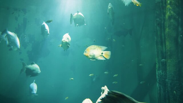 Large freshwater fish swimming underwater in a giant aquarium with green illuminated water and vertical concrete pillars.